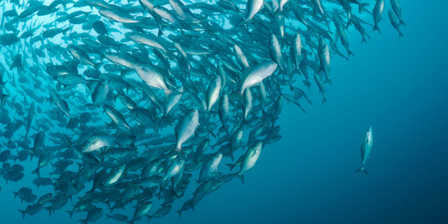 Tortugas Return to the Tortugas