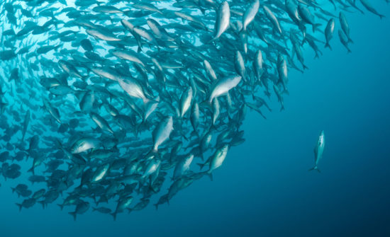 Tortugas Return to the Tortugas